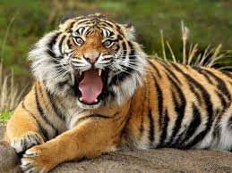 Сколько живут тигры?