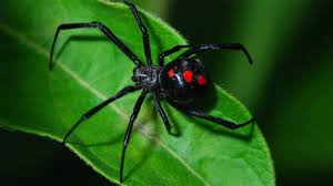 Самый опасный паук в мире?