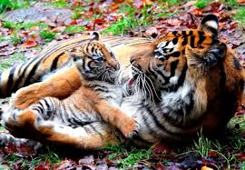 Может ли тигрица убить чужого 
Тигренка?