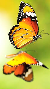 Способна ли бабочка жить без 
Крыльев ?