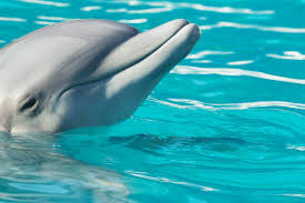 Может ли дельфин убить человека?