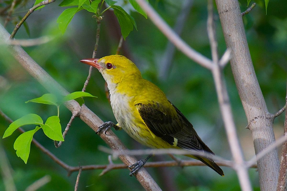 Какая птица с желто-зеленым оперением одна из самых лучших певуний?