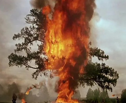Какое дерево не удалось сжечь пожёгщикам?